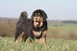 DOGUE DU TIBET 541